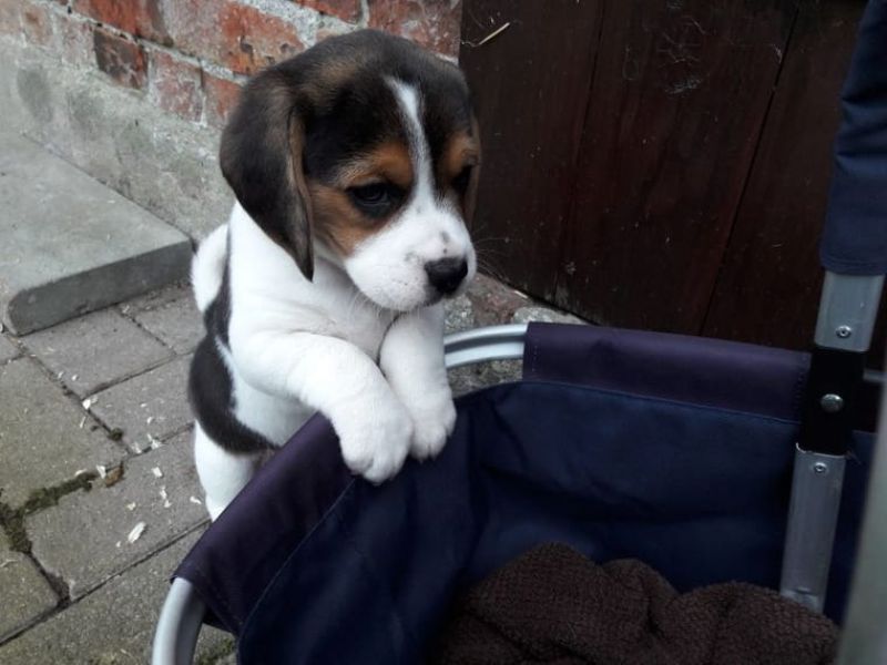 Adorabile cuccioli di Beagle!