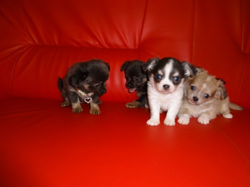 Molto bella e sani cuccioli di chihuahua per adozione maschi e femmine disponibili (gratis) 
