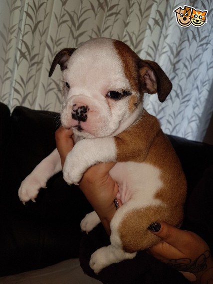  Regalo Bulldog inglese cuccioli disponibili