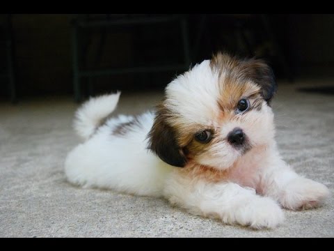 Cucciolo di Shi-tzu
