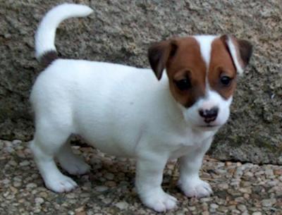 Bellissimi cuccioli di Jack Russell Terrier con pedigree,