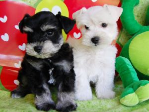 Molto bella e sani  cuccioli di Miniature Schnauzer   per adozione maschi e femmine disponibili (gra