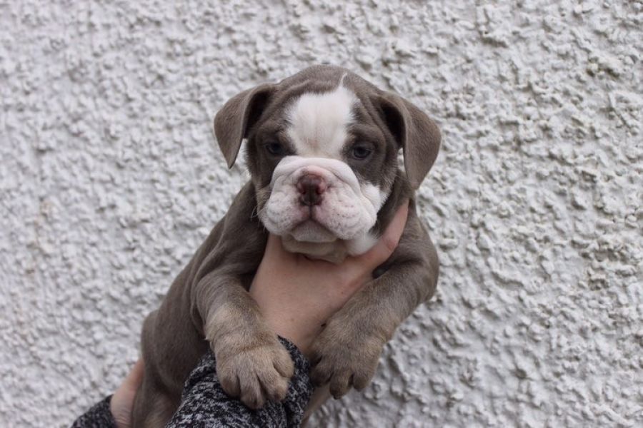 Regalo bulldog inglese cuccioli introvabili cuccioli di bulldog inglese albicoca intelligenti e dolc