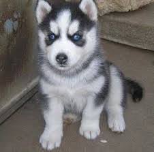 Siberian Husky Maschio e Femmina Cuccioli Preziosi
