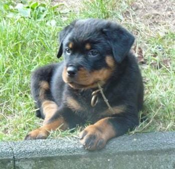  regalo cuccioli di rottweiler disponibili per l'adozione