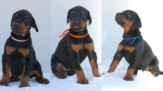 Regalo cuccioli di dobermann 