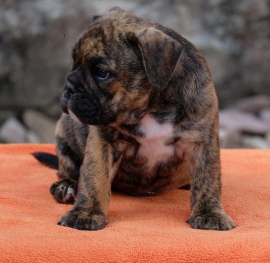  cuccioli di bulldog inglise  per adozione ( regalo  )