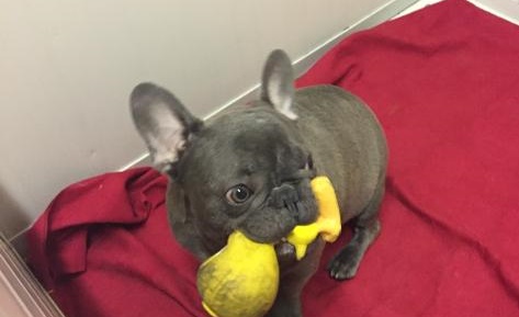 Bouledogue francese:Cucciolo bulldog francese