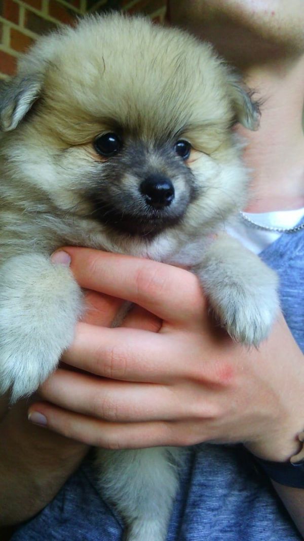 Molto bella e sani cuccioli di volpino pomeranian per adozione maschi e femmine disponibili (gratis)