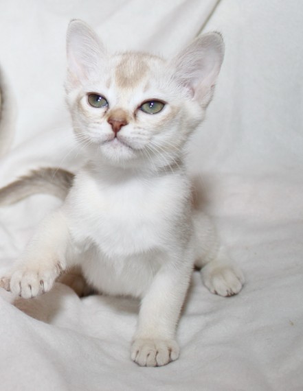 Bellissimi gattini burmese in regalo
