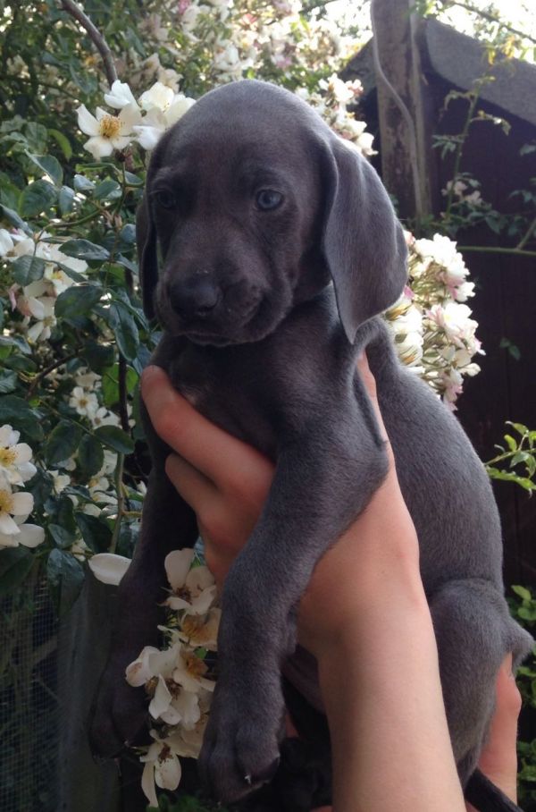  Regalo Cucciolata di weimaraner con 1 vaccinazione, sverminati, dotati di microchip con iscrizione 