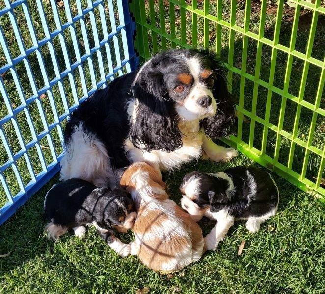 Molto bella e sani  cuccioli di cavalier king  per adozione maschi e femmine disponibili (gratis)