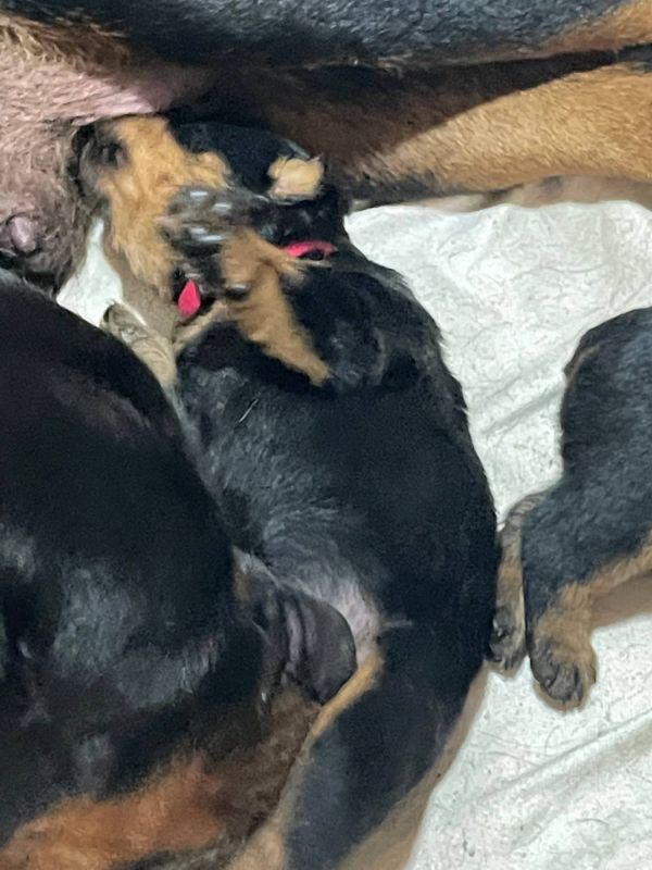 Rottweiler cuccioli introvabili cuccioli di Rottweiler intelligenti e dolcissimi attaccati al padron