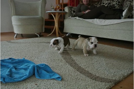 Disponibili cuccioli di Bulldog Inglese maschi e femmine. 