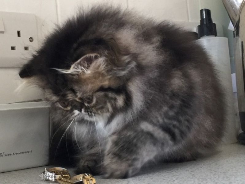 Belle gattini persiano