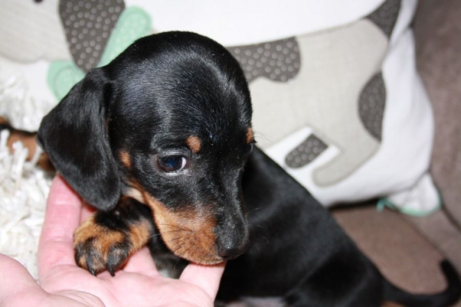  Regalo adorabili cuccioli Dobermann femminucce e maschietti