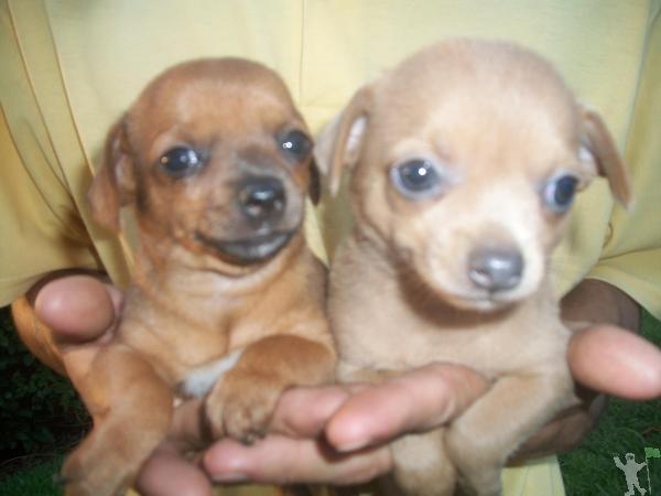 Regalo cuccioli di chihuahua Mini toy