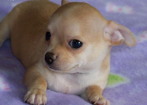 Regalo Disponibili cuccioli di chihuahua.