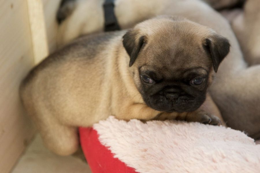  cuccioli di carlino  per adozione ( regalo  )