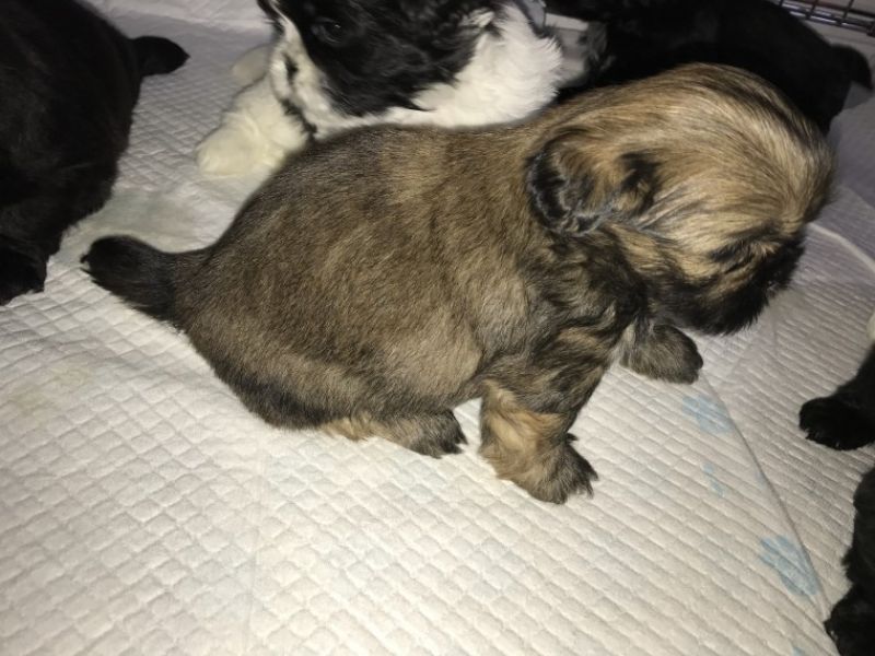 Regalo cuccioli di shitzu
