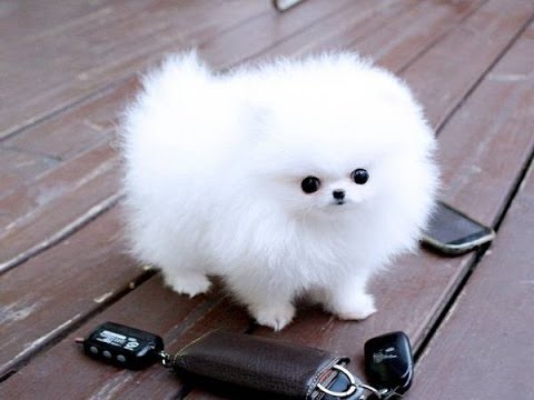Regalo Volpino Pomerania cuccioli