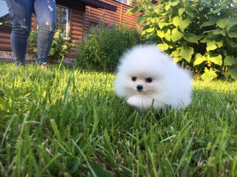 Regalo Volpini cuccioli di pomerania Piccoli volpini 