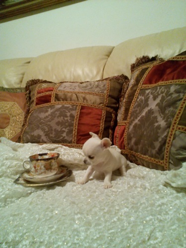 Chihuahua stupendi cuccioli vendo