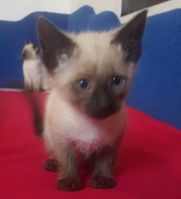  Siamese kitten  per adozione ( maschio e femmina )