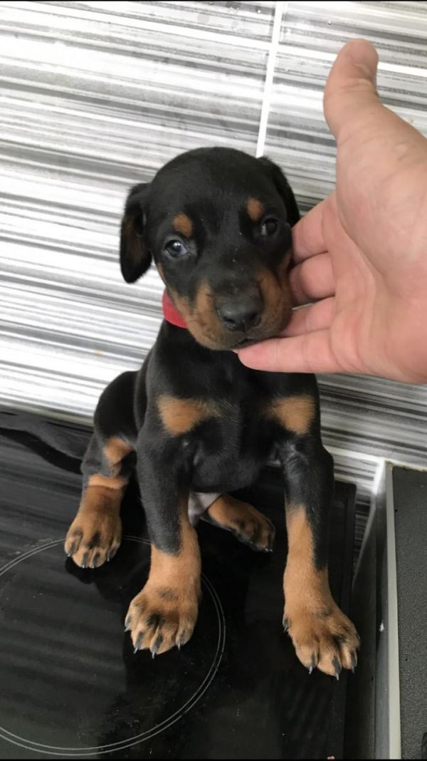 Regalo Cuccioli di Dorberman  in pronta consegna i cuccioli verranno Dato dopo 90 giorni dalla nasci