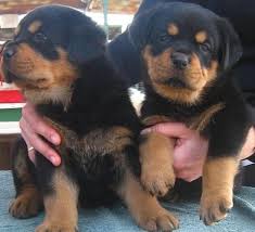 Cuccioli di rottweiler femminucce e maschietti disponibili per l'adozione gratuita