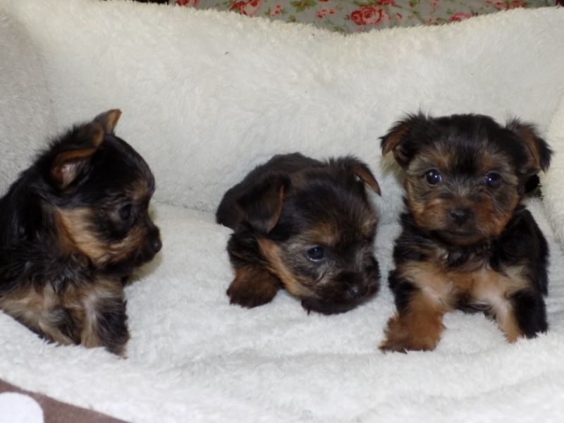 Regalo Yorkie cuccioli giocherelloni disponibili