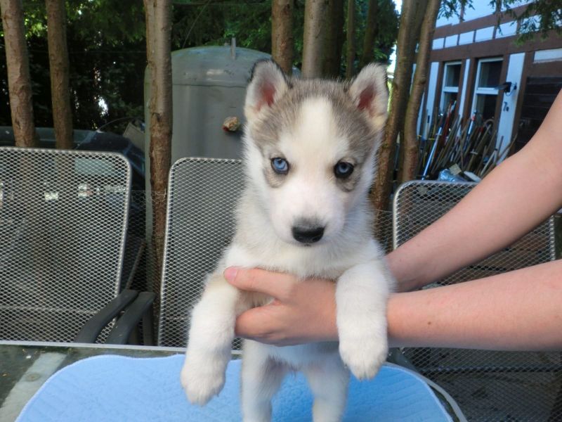 Molto bella e sani cuccioli di Sibarian husky  per adozione maschi e femmine disponibili (gratis)