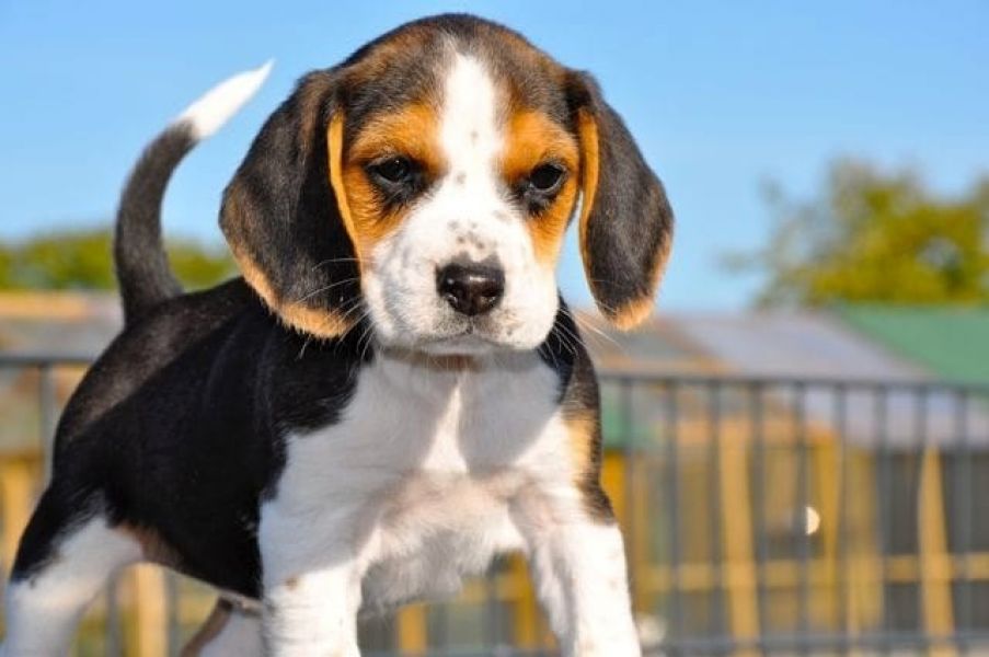  regalo cuccioli di beagle disponibili per l'adozione