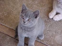 Regalo British shorthair per l'adozione