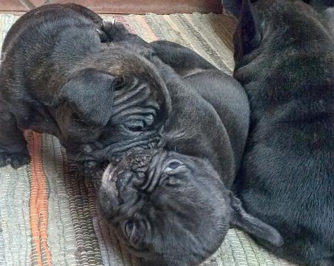 Bulldog francese con pedigree ENCI ( p trattabile)