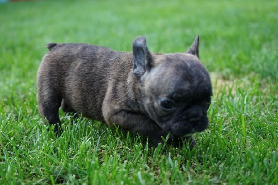  cuccioli di razza bulldog francese per adozione 