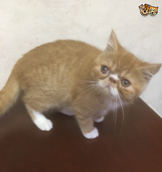 Regalo  gattini esotici disponibili   Ciao gatti amanti, ora abbiamo i seguenti gatti esotici dispon