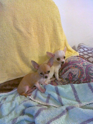 chihuahua cuccioli vendo