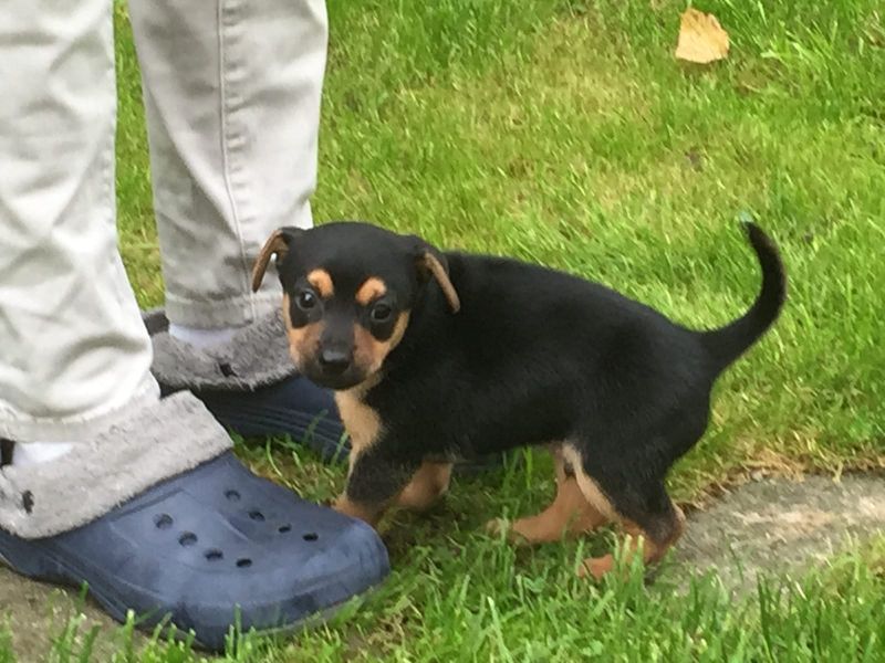  cuccioli di ROTTWEILER   per adozione ( regalo  )