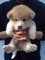 Akita inu bellissimi cuccioli disponibili///