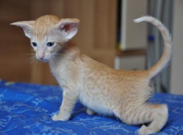  Regalo Gattini di razza Siamese  Gattini di razza Siamese e Orientale , bellissimi, di alta genealo