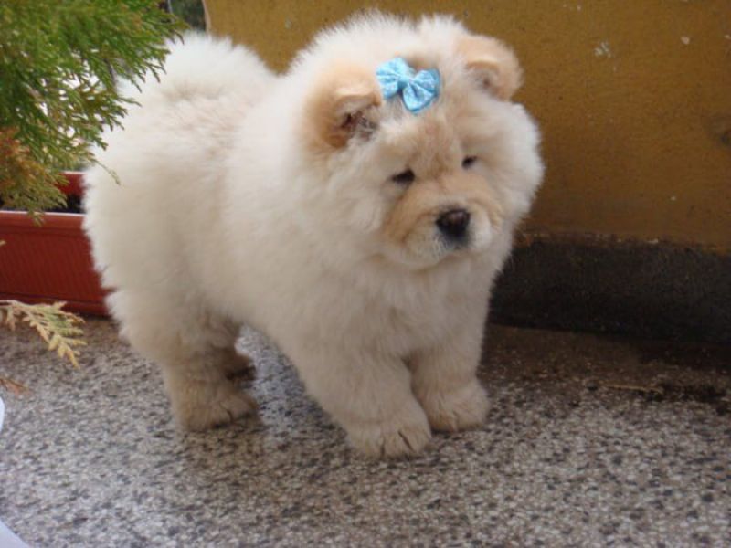  REGALO CUCCIOLI DI CHOW CHOW MASCHI E FEMMINE  Cuccioli di Cane razza CHOW CHOW maschio e femmina 