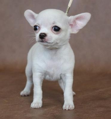 Cuccioli chiwawa