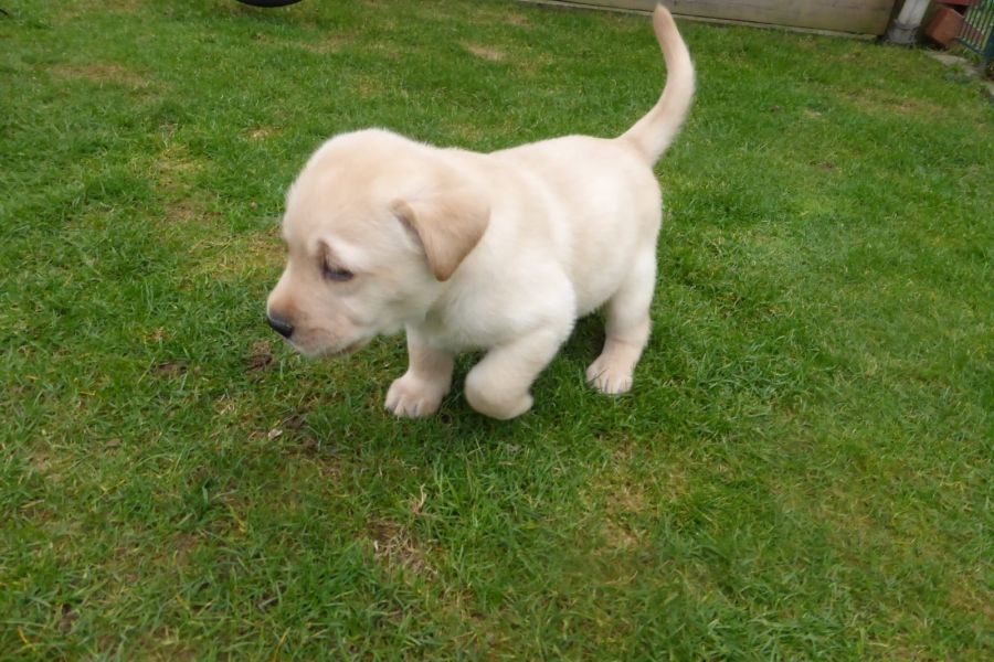Molto bella e sani cuccioli di labrador per adozione maschi e femmine disponibili (gratis) 