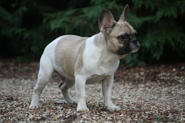 Cuccioli di bulldog francese,.