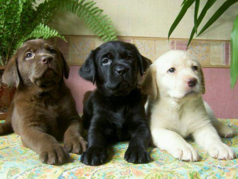  cuccioli di labrador  per adozione ( maschio e femmina )