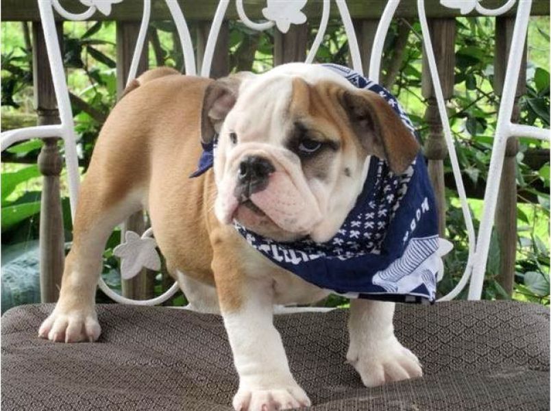   cuccioli di bulldog inglise  per adozione ( regalo  )