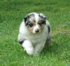 Abbiamo disponibili cuccioli di australian sherpherd