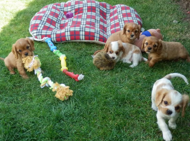 Regalo Cavalier King Disponiamo di una cucciolata di Cavalier King, i cuccioli verranno Dato dopo 90