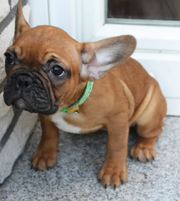  cuccioli di razza bulldog francese per adozione 